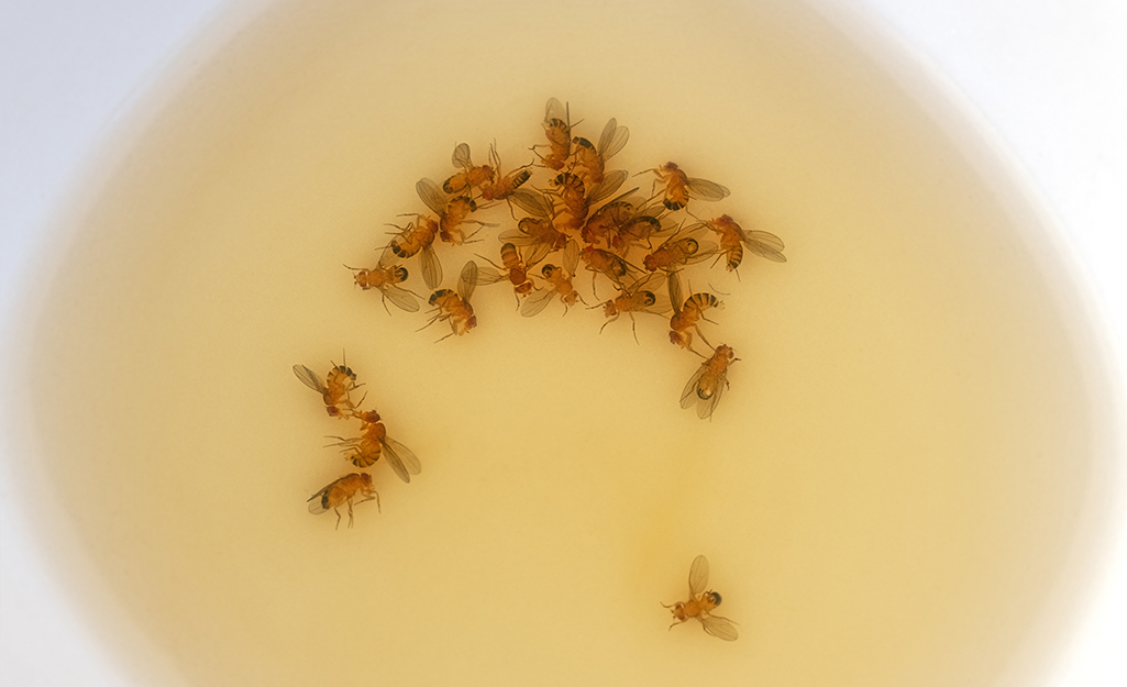 Tiny Gnats In Bedroom - Bangmuin Image Josh