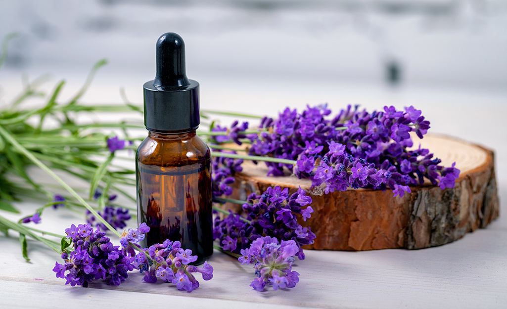 Fresh lavender placed on wood block.