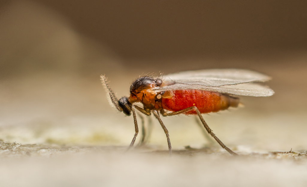 How to get rid of gnats: 12 methods to dispel ghastly gnats