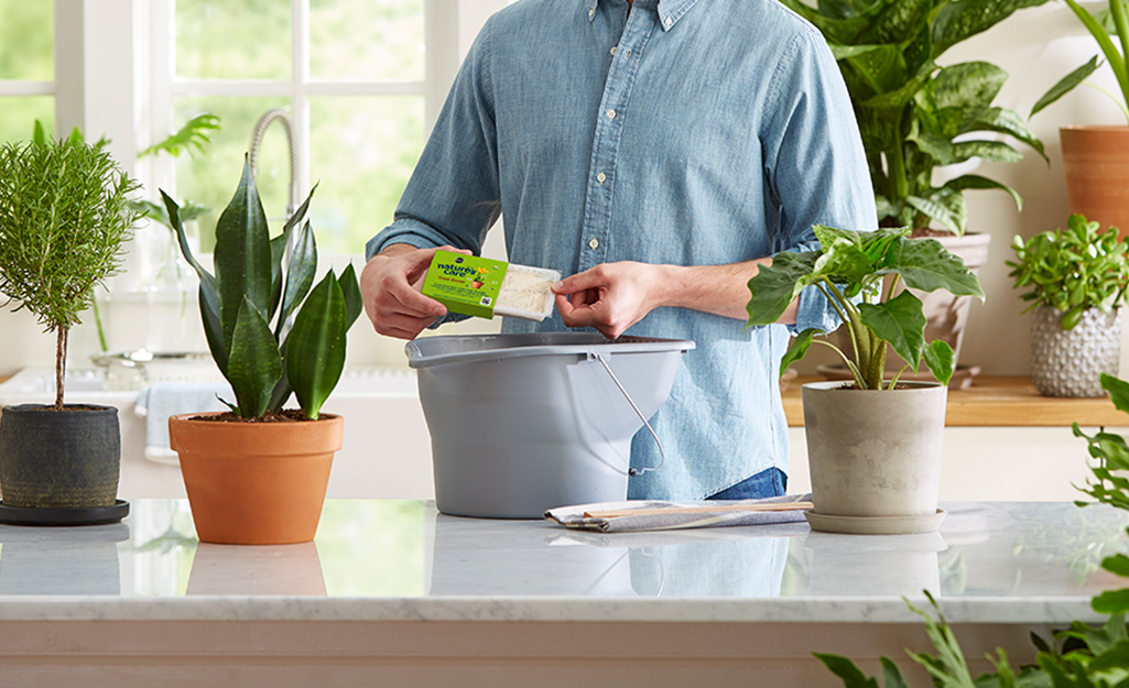 A person opens a gnat trap over a bucket in a kitchen full of houseplants.