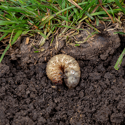 How to Get Rid of Grubs