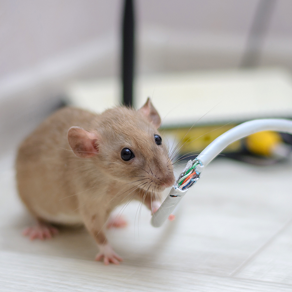 Essential Steps to Prevent Mouse Infestation in Your Home  