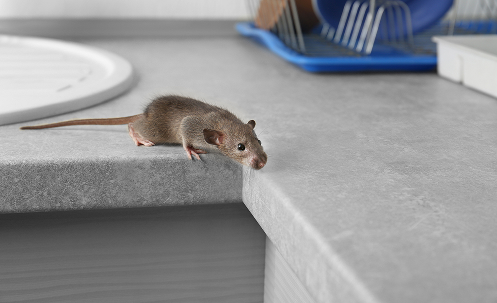 A mouse crawling on a kitchen counter.
