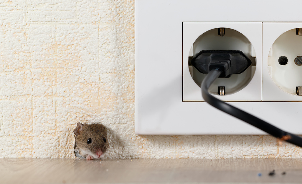 A mouse poking its head through a mouse hole in a wall next to an outlet.