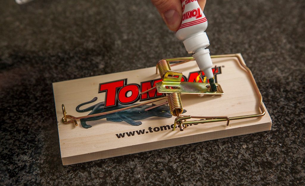 A person applying liquid mouse bait to a snap mouse trap.