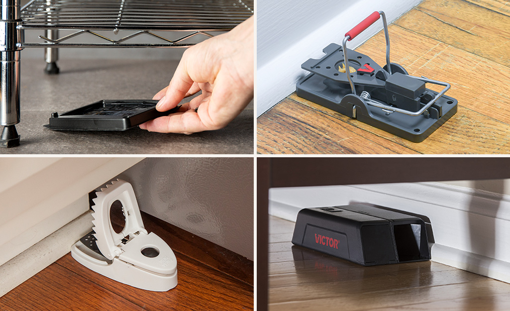 The 6 Best Mouse Traps of 2023