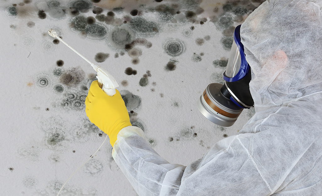 A person cleaning a home's exterior with a scrub brush to remove mold.