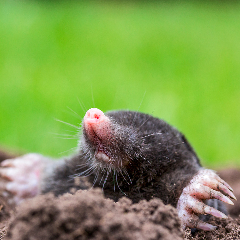 A mole sticking its head out of a dirt mound.