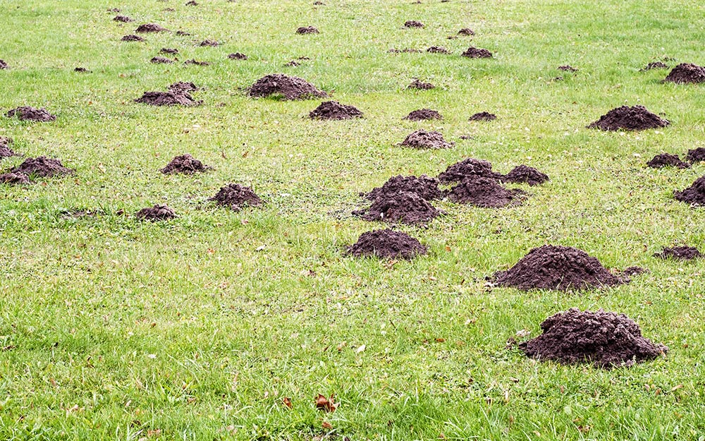 A large group of mole mounds in a green lawn.