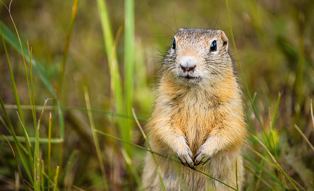 A gopher standing up in a lawn.