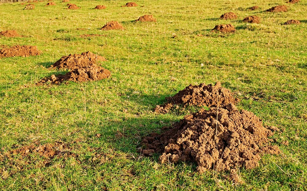 A close-up view of mole holes in a green lawn.