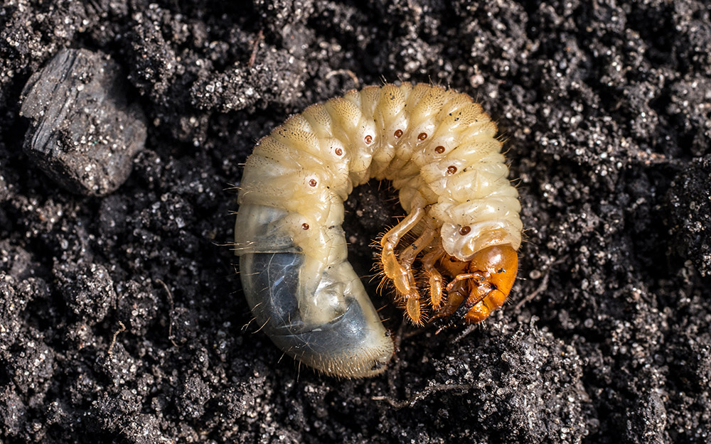 A grub lying on top of the ground.