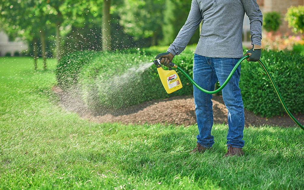Someone spraying a lawn with liquid mole repellent from a bottle attached to a garden hose.