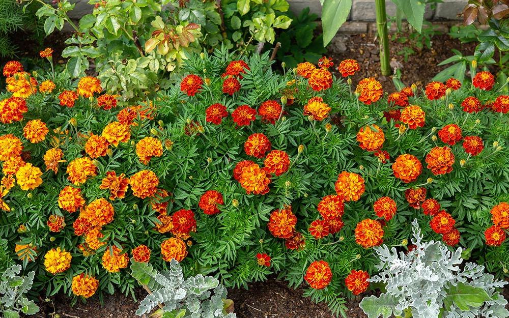 Marigolds planted in a garden to repel moles.