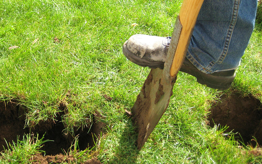 Someone using a shovel to dig a trench in a green lawn.