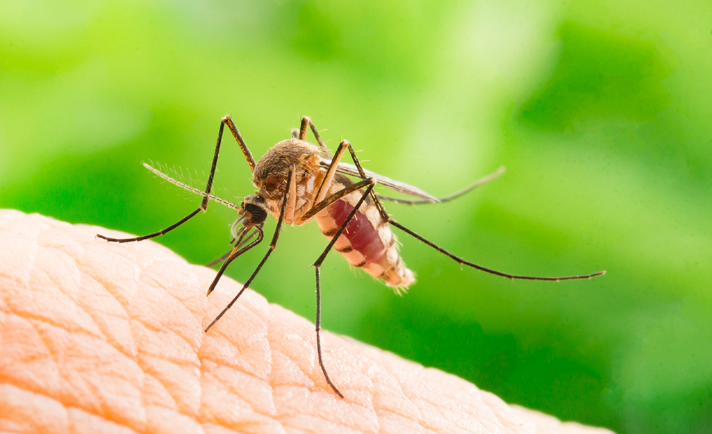 best way to control mosquitoes in yard