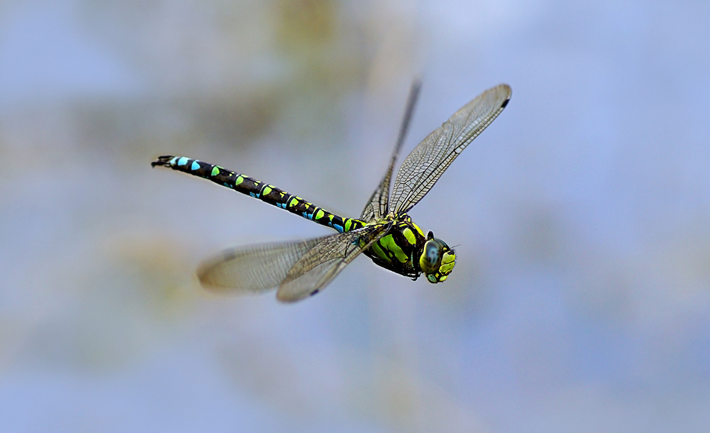 A dragonfly flies outdoors.