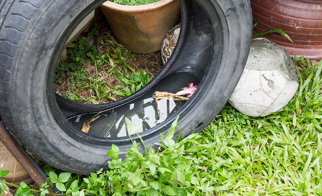 An old tire in a yard contains standing water.