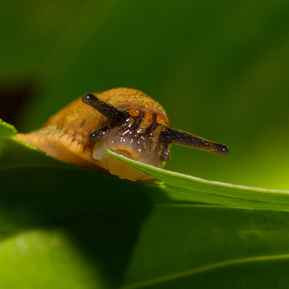 A slug eating a plant leaf.
