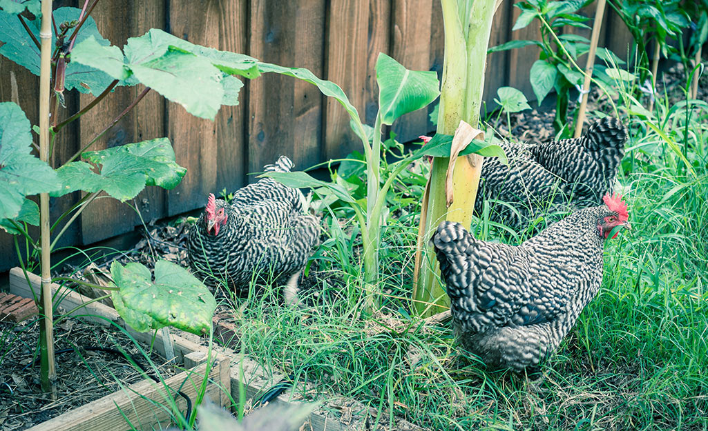 Chickens in a garden.