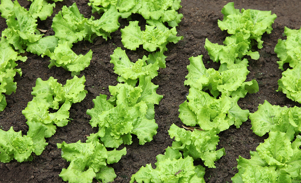 Rows of lettuce in a garden.
