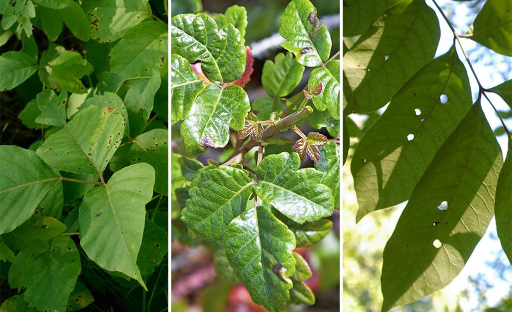 poison ivy, poison oak and poison sumac growing