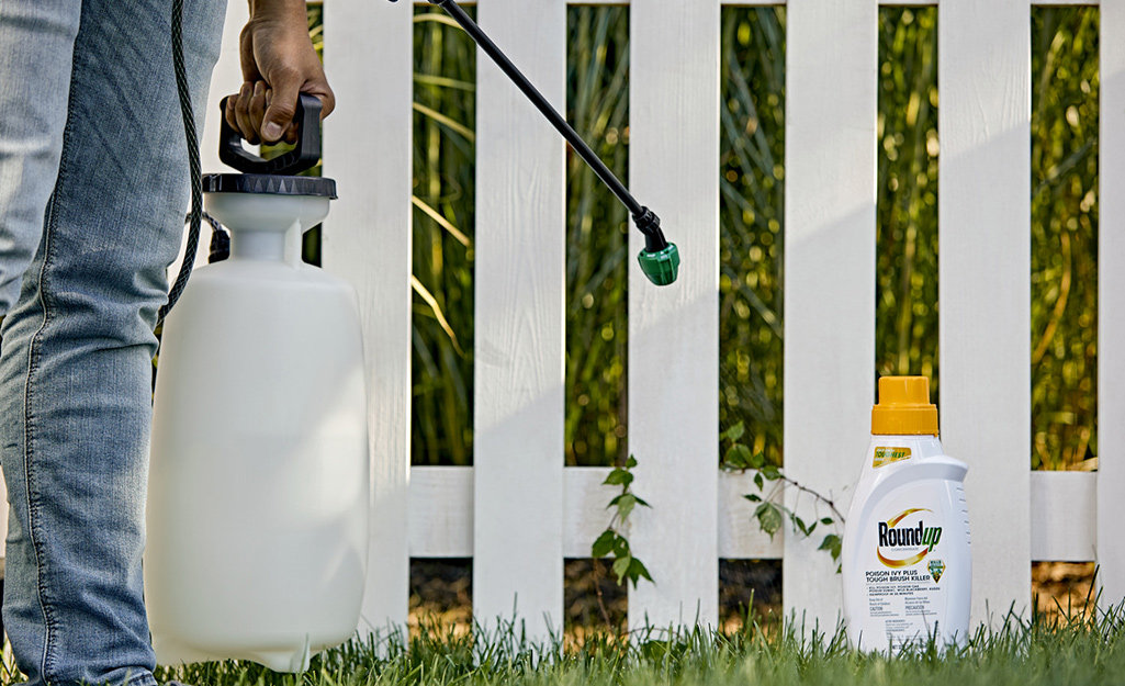 Person sprays poison ivy near a fence