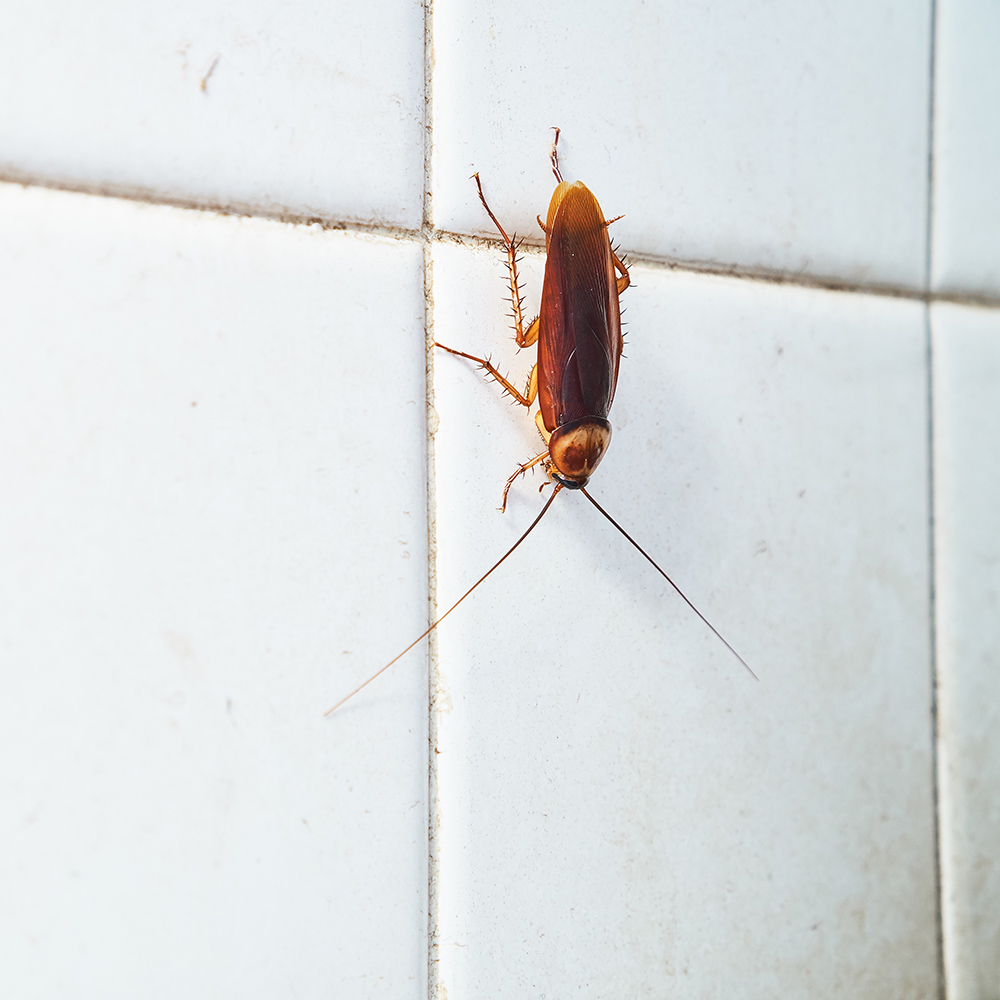 Person using a chemical spray to eliminate roaches.