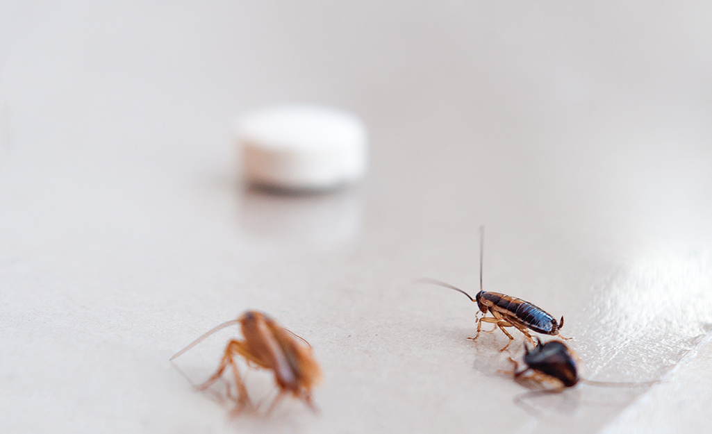 Roaches on a white surface.