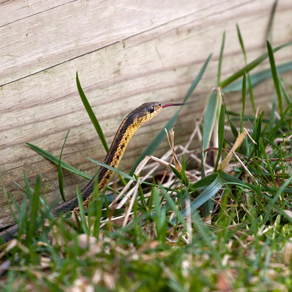 A little snake hidden in some grass.