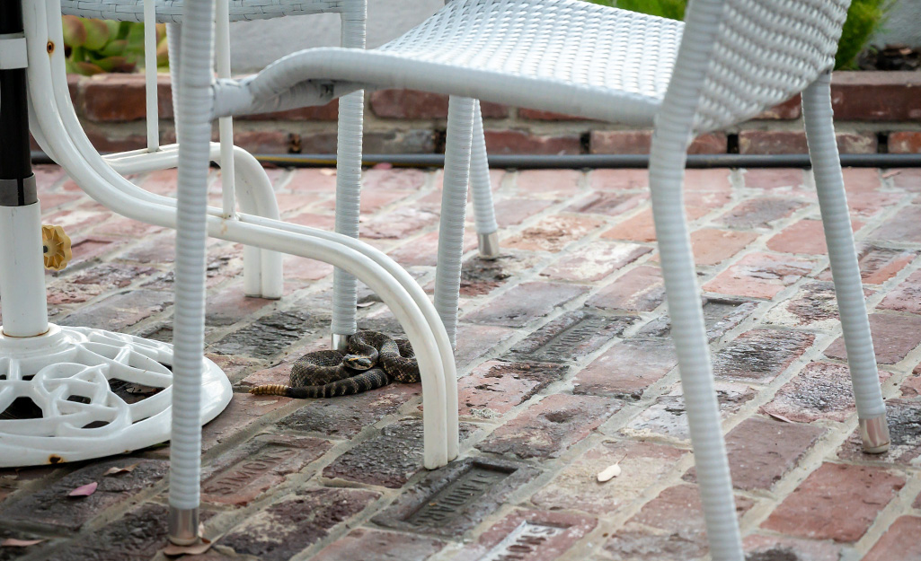 Snake hiding under an outdoor seating set.