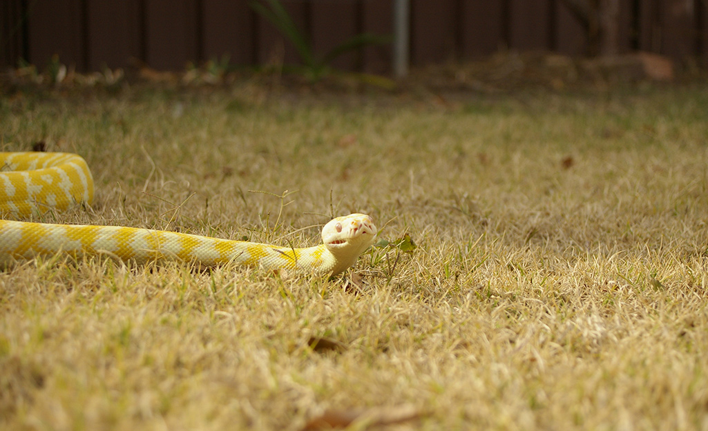 A yellow snake in the yard.