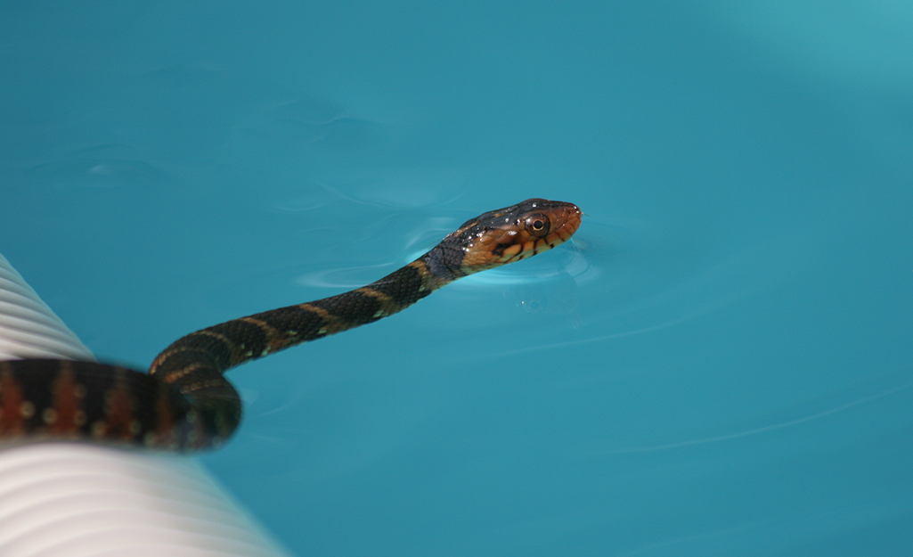 Snake entering a swimming pool.