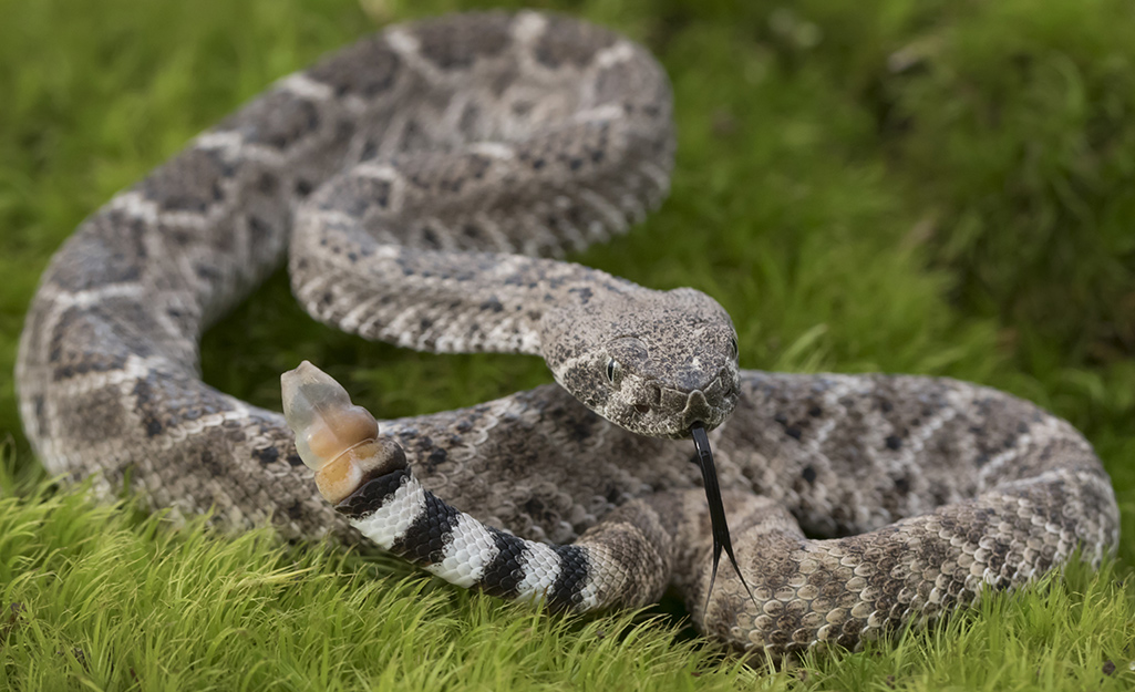 Close-up of a rattlesnake.