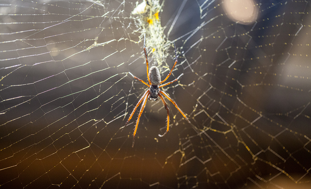 A spider hangs in a web.