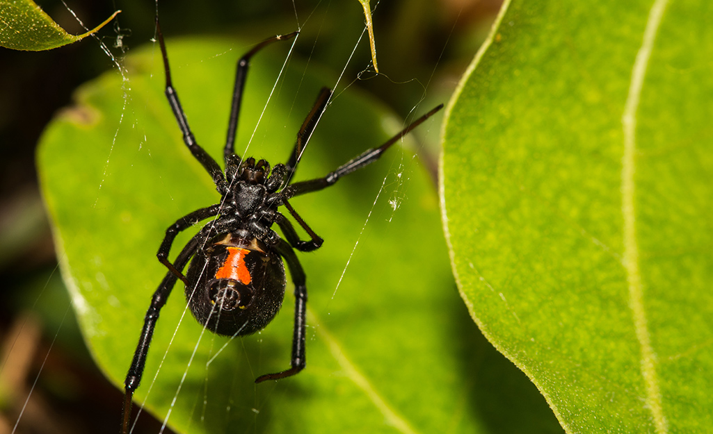 Natural repellent 2024 for spiders