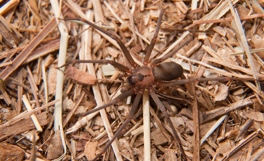 A brown recluse spider on straw