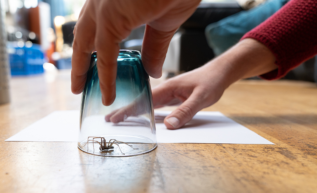A person slides a sheet of paper under a glass containing a spider to transport it outdoors.