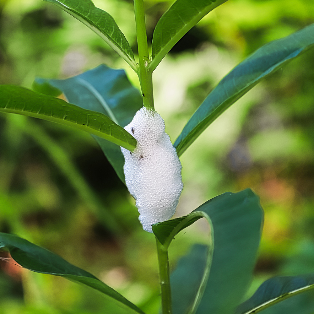 Foamy bubbles on the plant signal the presence of spittlebug larva.