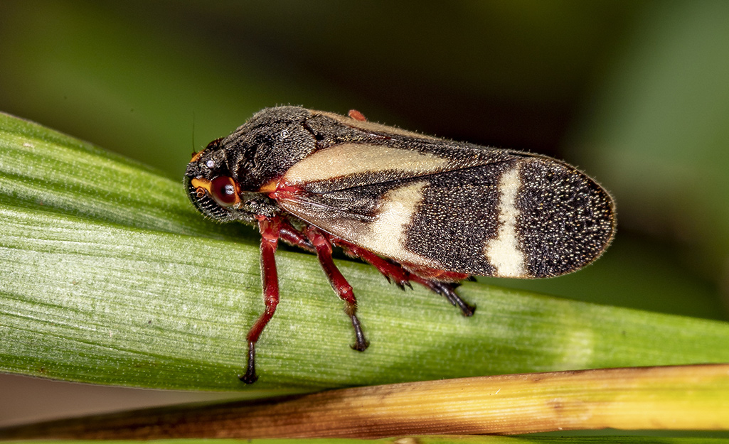 The adult form of a spittlebug, called a froghopper, sits on a plant.