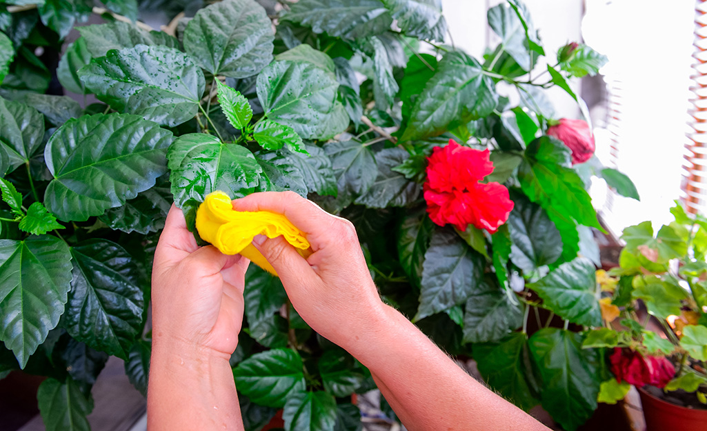 A person uses a cloth to wipe residue off a plant.