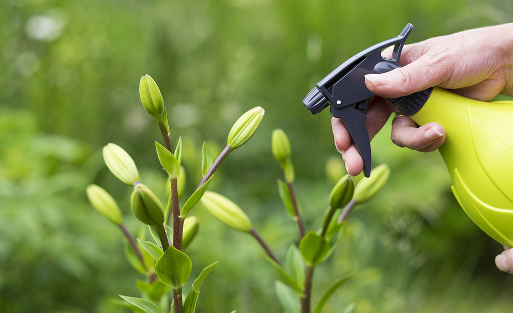 A person uses a spray bottle to spray a plant.