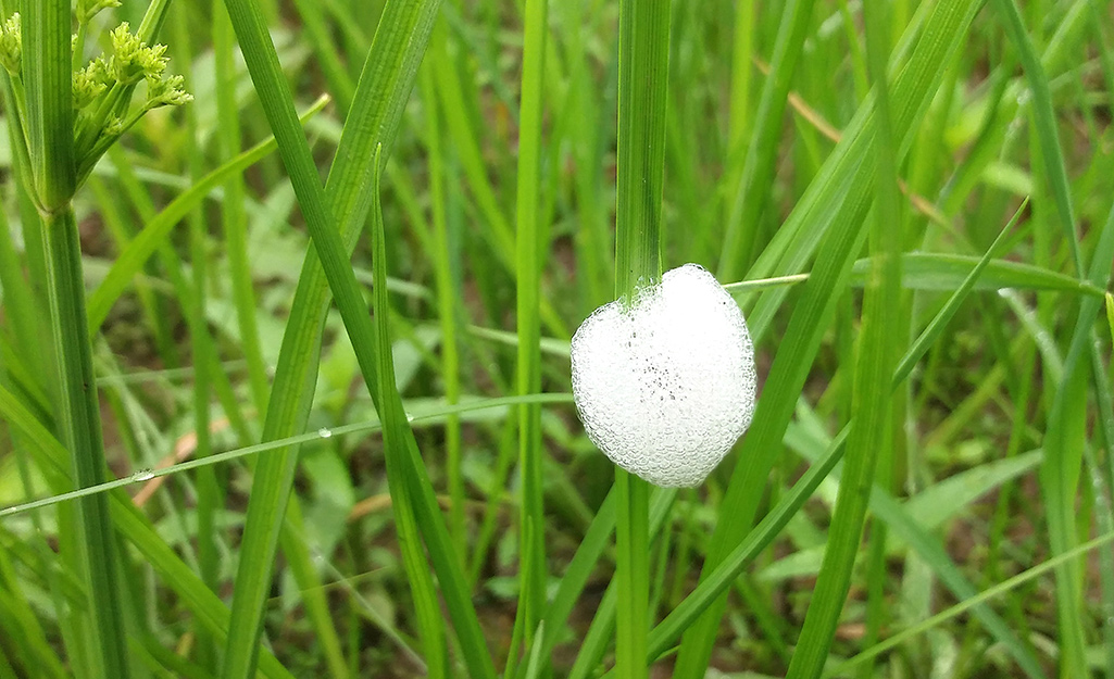 Foamy bubbles signal that a spittlebug lives on a lawn.