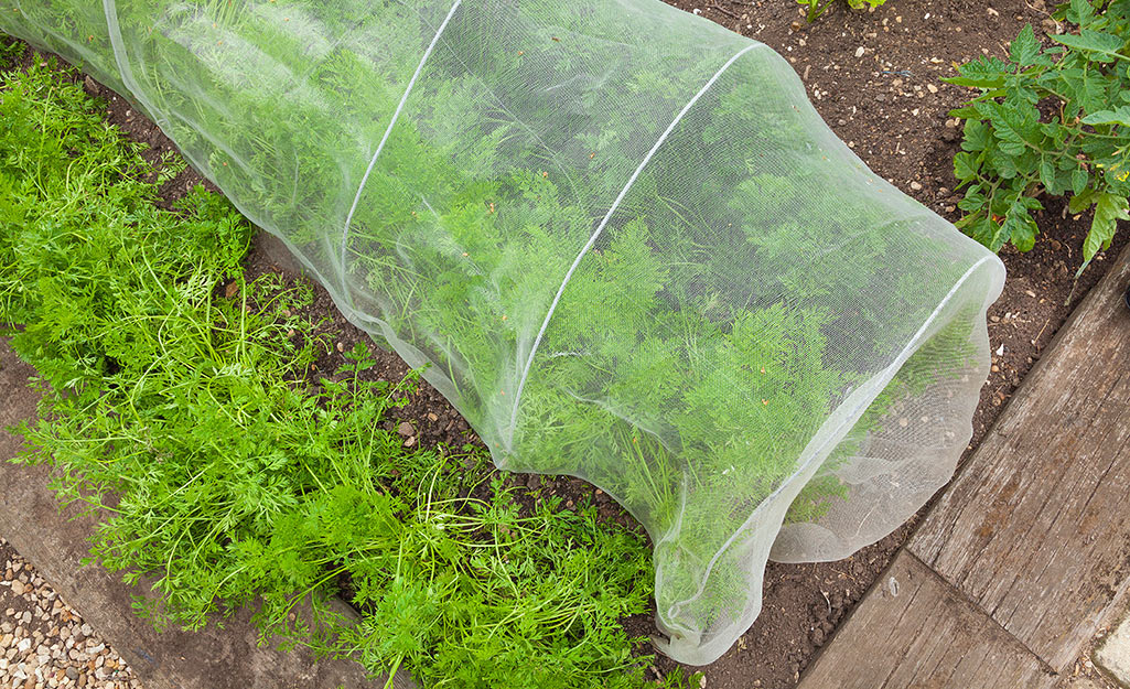 Row covers can protect plants from spittlebugs and other pests.