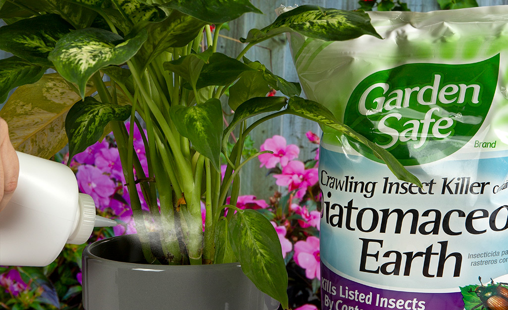 Gardener using diatomaceous earth on plant