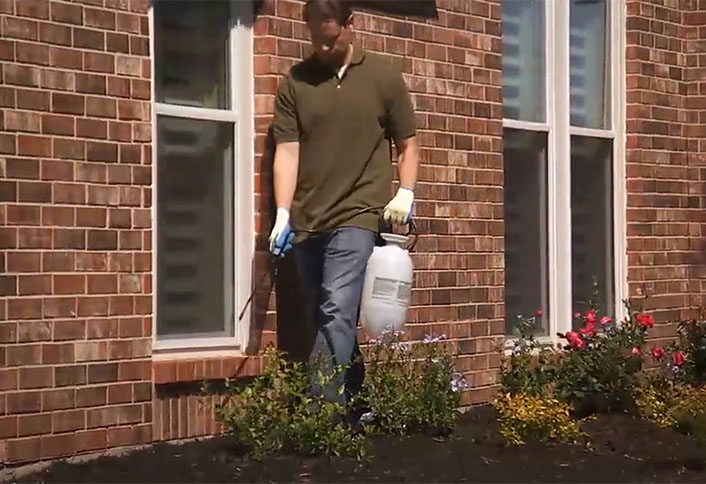 How To Get Rid Of Termites The Home Depot