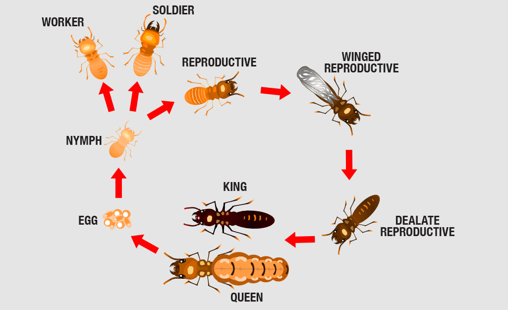 Life cycle of a termite.