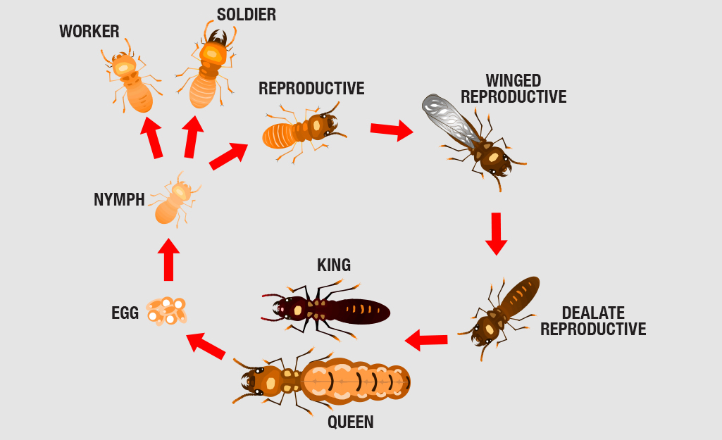 pictures of termites