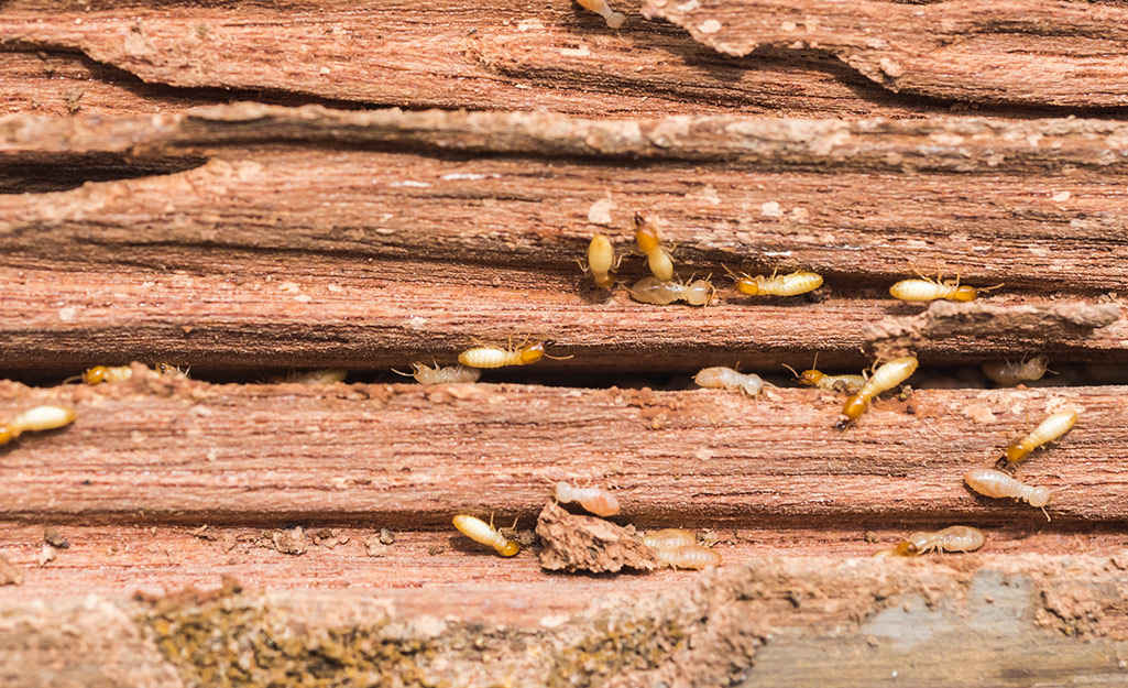 How To Get Rid Of Termites, Killing Termites In Hardwood Floors