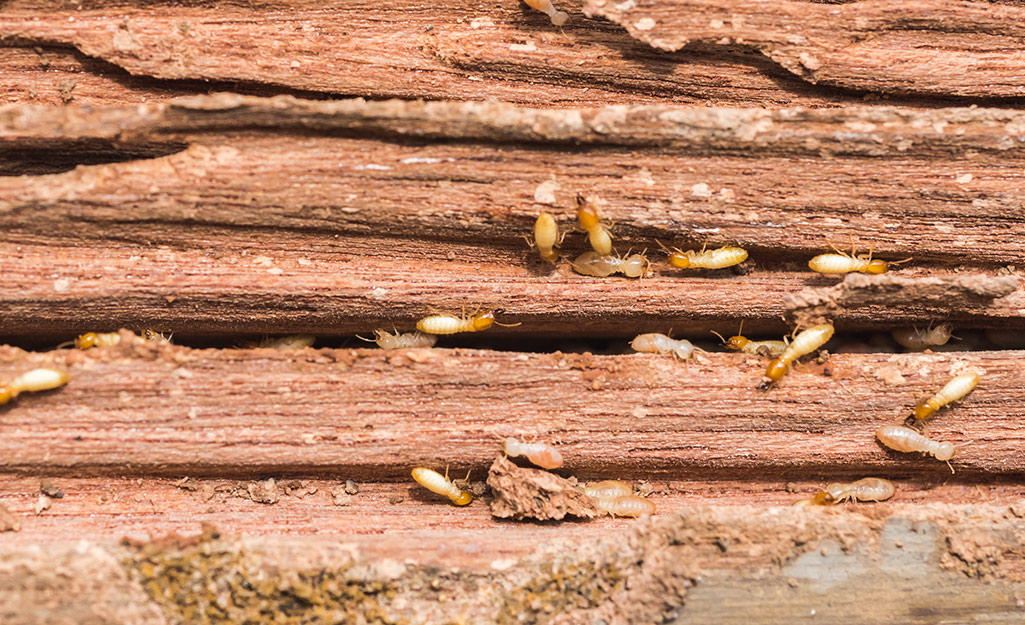 Termites On Wood